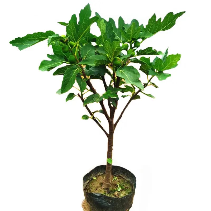 🔥Hot Sale 49% OFF🔥Mission Fig Tree Live Plant