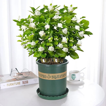 LAST DAY Promotion 49% OFF 🌸Beautiful Jasmine Potted Plant (Can be planted in winter)