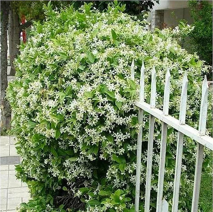 LAST DAY Promotion 49% OFF 🌸Beautiful Jasmine Potted Plant (Can be planted in winter)