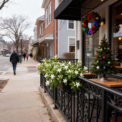 🏆 75K+ SOLD! 🌿❄️ Midnight Perfume Jasmine Seeds – Winter Planting, Perennial Blooms & Fragrant Garden Elegance 🌸(Only seeds ,without flower pot)