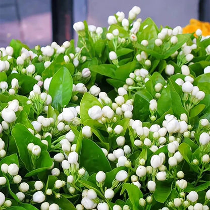 LAST DAY Promotion 49% OFF 🌸Beautiful Jasmine Potted Plant (Can be planted in winter)