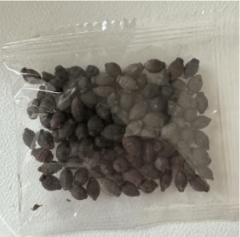 🏆 75K+ SOLD! 🌿❄️ Midnight Perfume Jasmine Seeds – Winter Planting, Perennial Blooms & Fragrant Garden Elegance 🌸(Only seeds ,without flower pot)