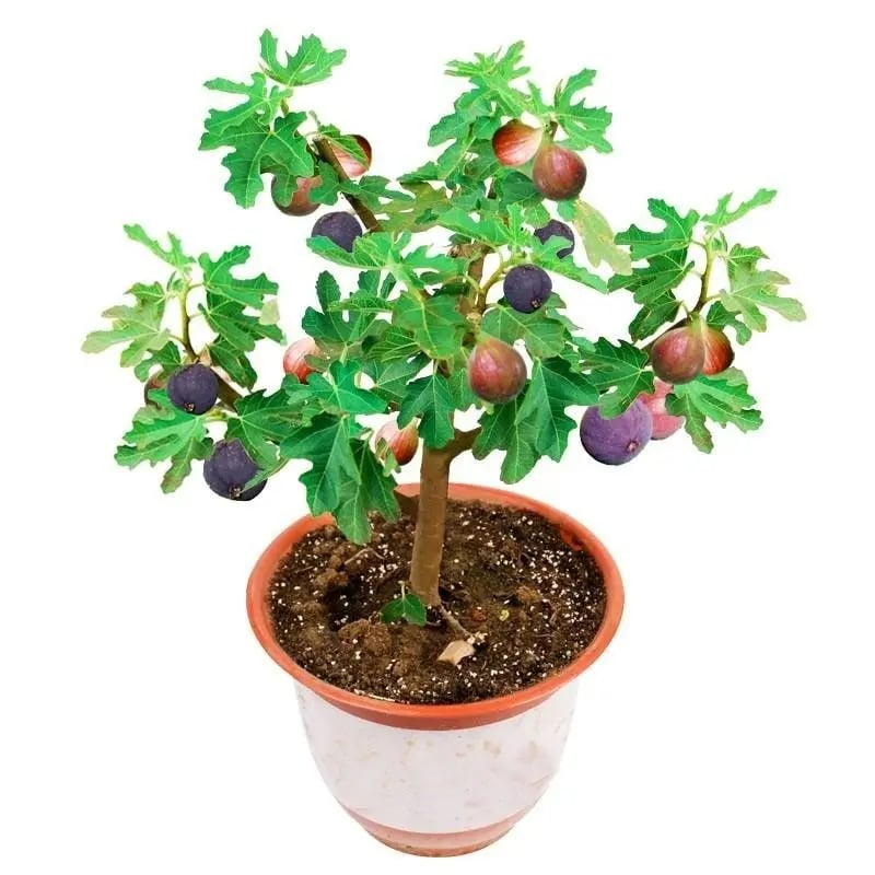 🔥Hot Sale 49% OFF🔥Mission Fig Tree Live Plant