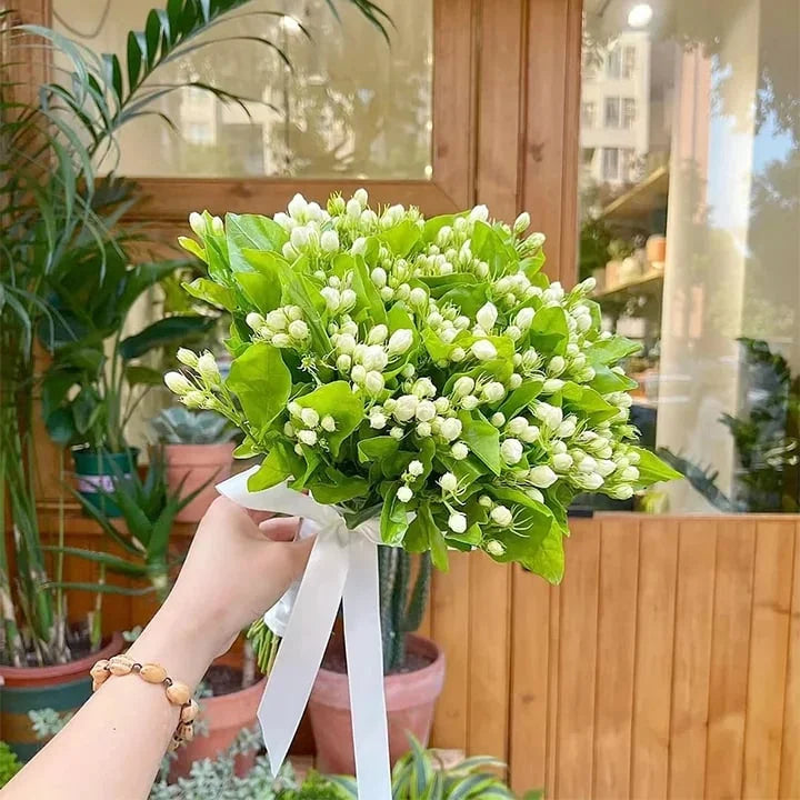 LAST DAY Promotion 49% OFF 🌸Beautiful Jasmine Potted Plant (Can be planted in winter)