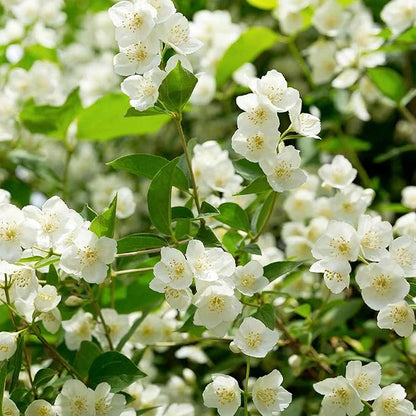 LAST DAY Promotion 49% OFF 🌸Beautiful Jasmine Potted Plant (Can be planted in winter)